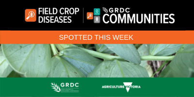 VicCropDiseases's tweet photo. What have you #Spottedthisweek in your crop? Growers and advisors across Australia have been spotting signs of net blotch in barley, ascochyta in pulses and cercospora in faba beans. Head to https://t.co/Jd0XykH4G3 to read more! https://t.co/pvNY1BqZRQ