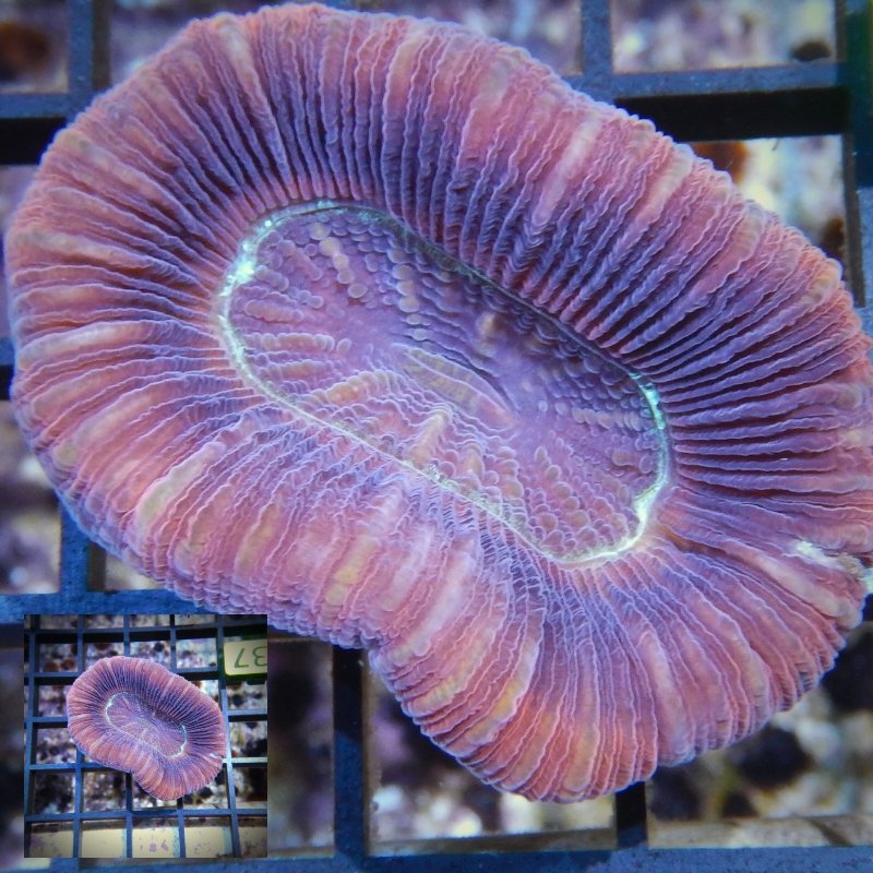Great colors on this Red Trachy from Australia! These coral are relatively easy to care for and #reefsafe, but they are considered semi-aggressive. Get this #trachyphyllia before it's gone: ow.ly/ERGU50vvWz5 | #reeflife #reef2reef #braincoral #reeftank #aquarium #reefporn