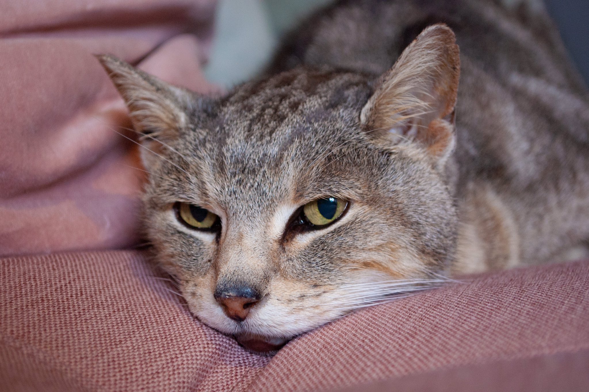 Oscar the cat on couch