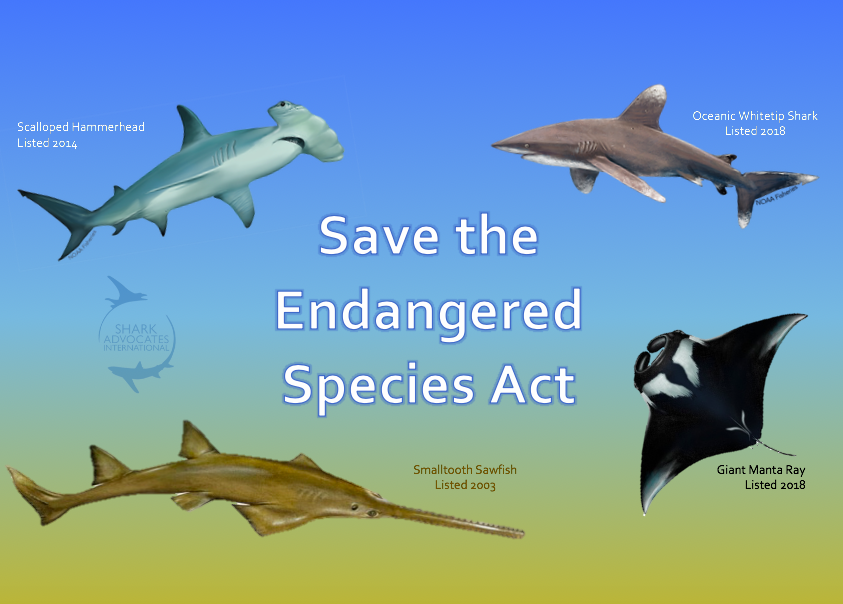 SharkAdvocates's tweet photo. The 🇺🇸#EndangeredSpeciesAct brought the Smalltooth Sawfish back from the brink of extinction and holds great promise to help protect other threatened rays &amp; sharks. We stand with our colleagues who are challenging new changes that would weaken species protections #StopExtinction https://t.co/B9EuWglzYt