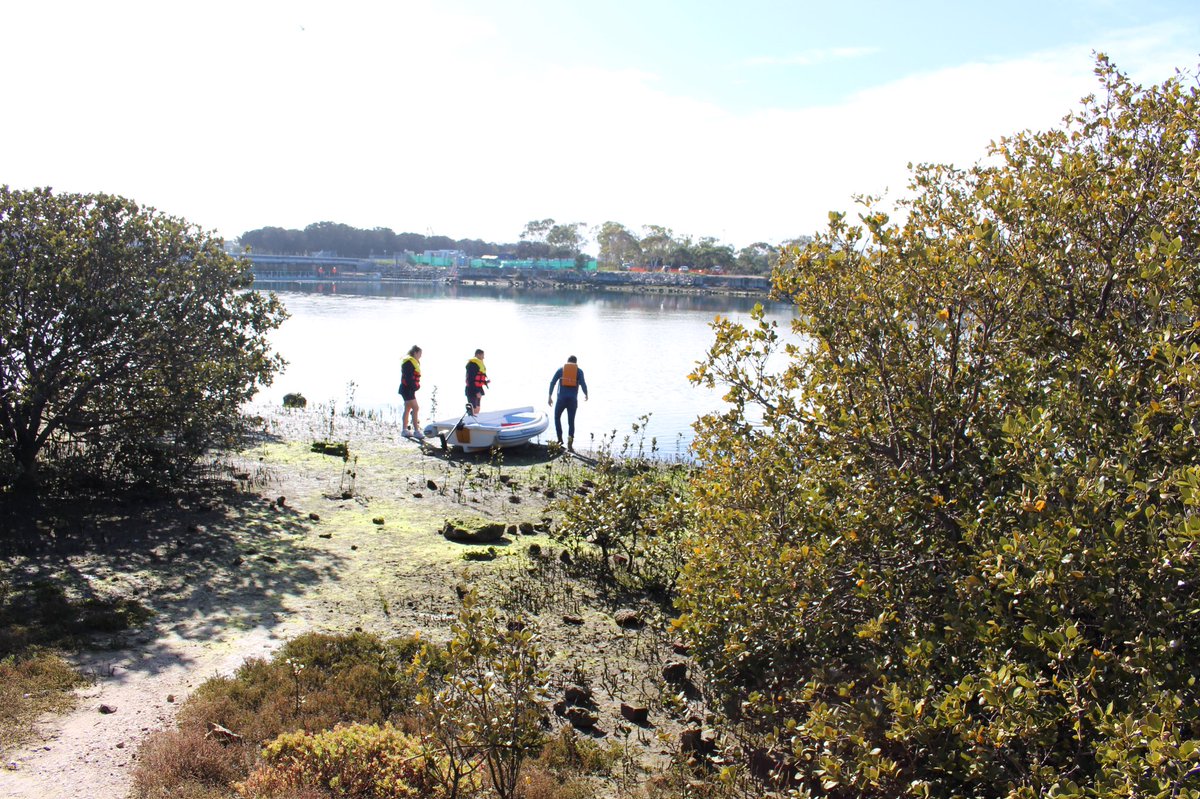 ausocean's tweet photo. Our first #networkblue rig launch with Portside Christian college, and what a location! Right amongst the #mangroves โ๏ธ ๐ฑ PCC is the first school to get a rig in the water #oceantech #STEM #studentsofthefuture https://t.co/Cyr5mUWecG