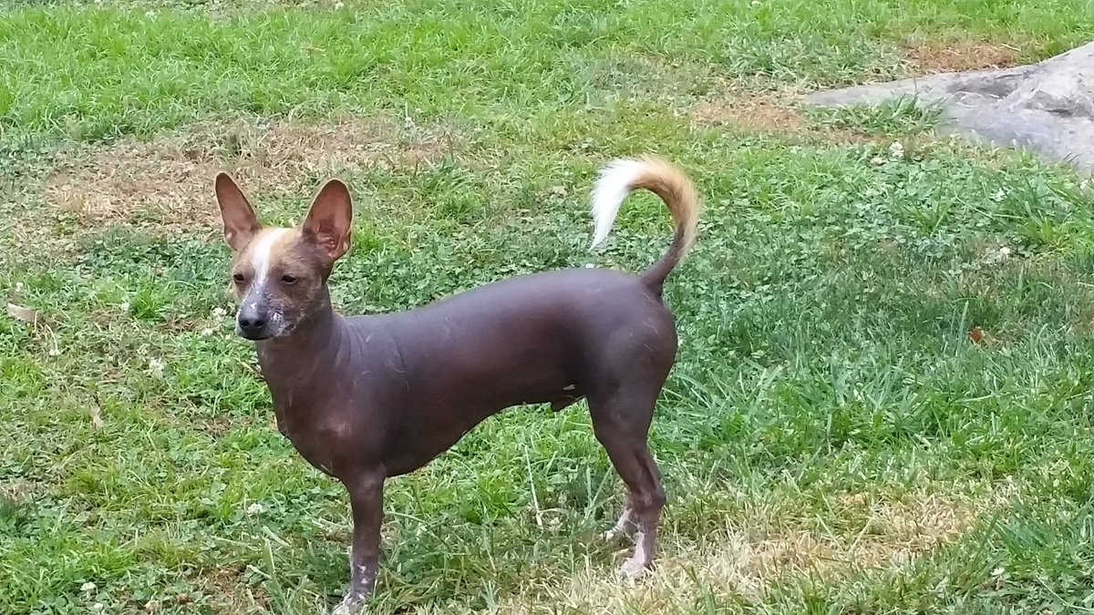 Mike Addams On Twitter 41strange This Is Tanner A Xolo Chinese Crested Mix Https T Co Zpopus7izf Twitter