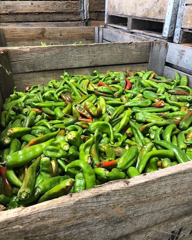 ihatchchile's tweet photo. No witty caption needed. It’s that time of year 🌶😎 Via @ziagreenchileco https://t.co/VHOXKlIVBD https://t.co/hxBLVtIEPQ