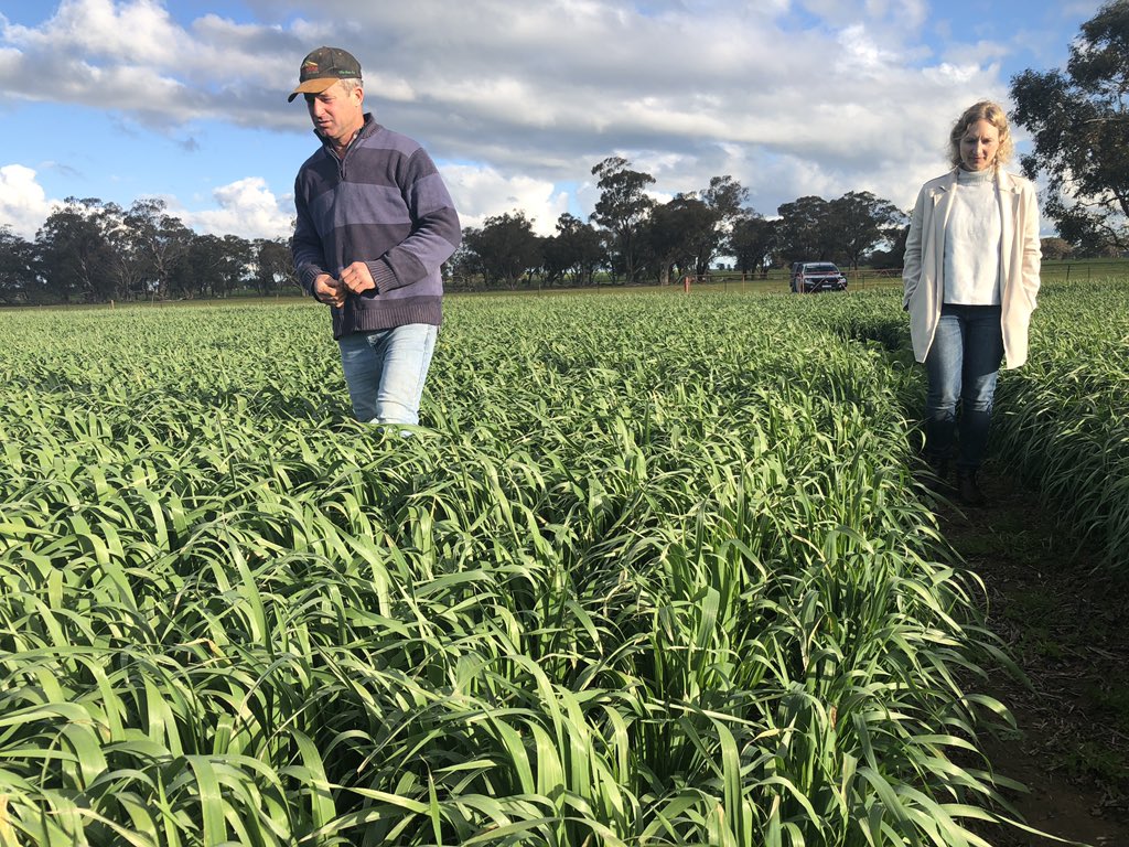 CrokerGrain1's tweet photo. Smashing out the Oat paddock inspections with loyal customers and this is what we are seeing. 
Average September rain = Happy Days! https://t.co/V16F31coiX