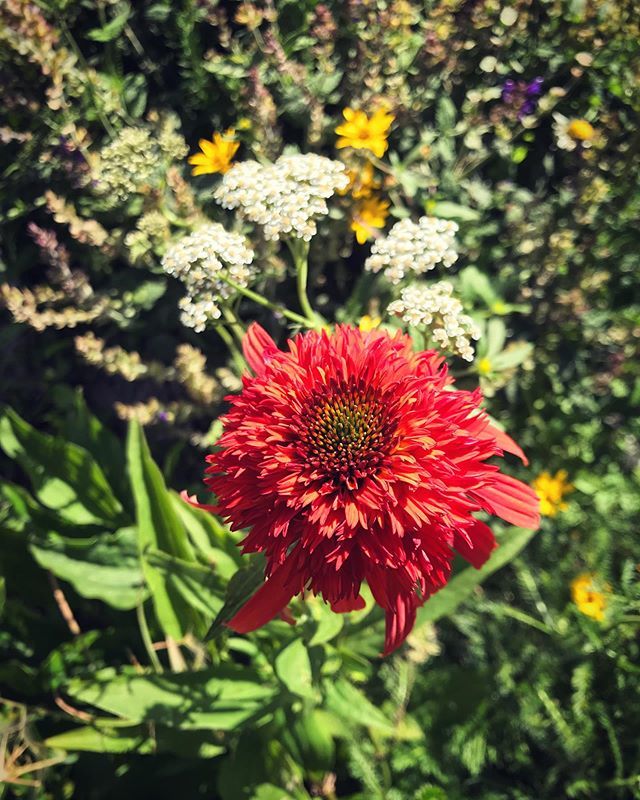 SnowdropWY's tweet photo. The echinacea (and one of my favorite varieties - Eccentric Coneflower) is blooming! Does that mean it’s officially late summer? 😬⁣

#snowdropgardens #zone4gardening #echinacea #yarrow #salvia #mountaingarden #wyominggarden #jacksonhole #l… https://t.co/LehuuDoL4T https://t.co/c4LoDD3TXn