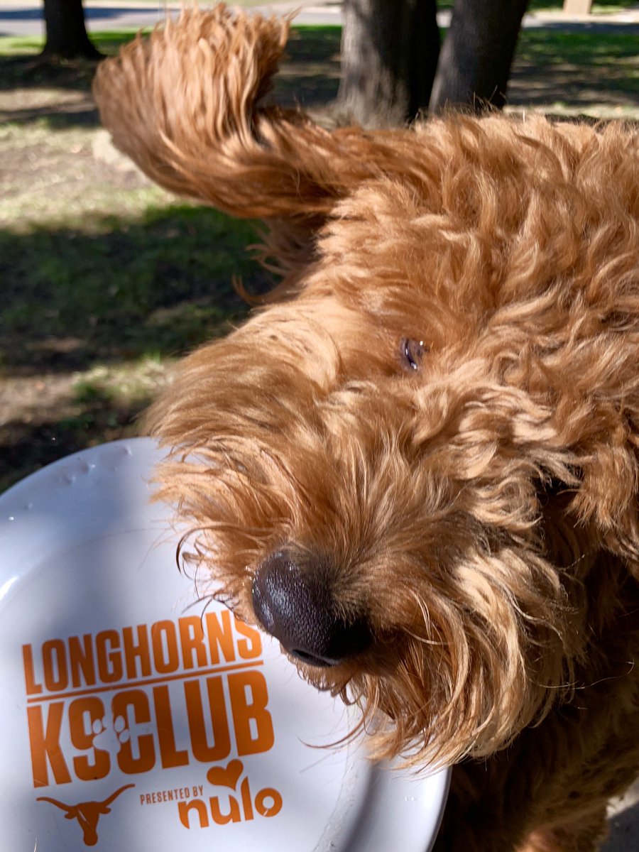 CatenHyde's tweet photo. The newest member of the @TexasLonghorns K9 Club! https://t.co/qvjlG5lI8k