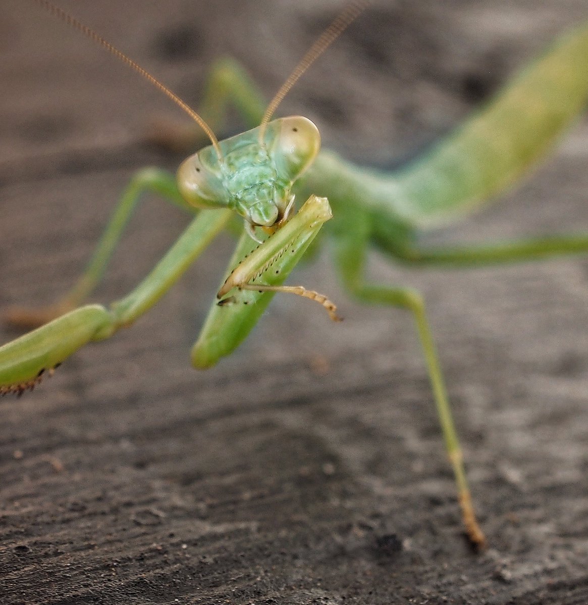 BugCatcher_Mark's tweet image. Mantis friend. #invertebrate #mantids #bugcatcher #bugcatchermark