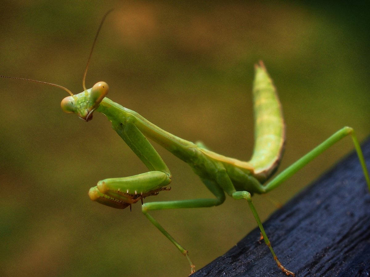BugCatcher_Mark's tweet image. Mantis friend. #invertebrate #mantids #bugcatcher #bugcatchermark