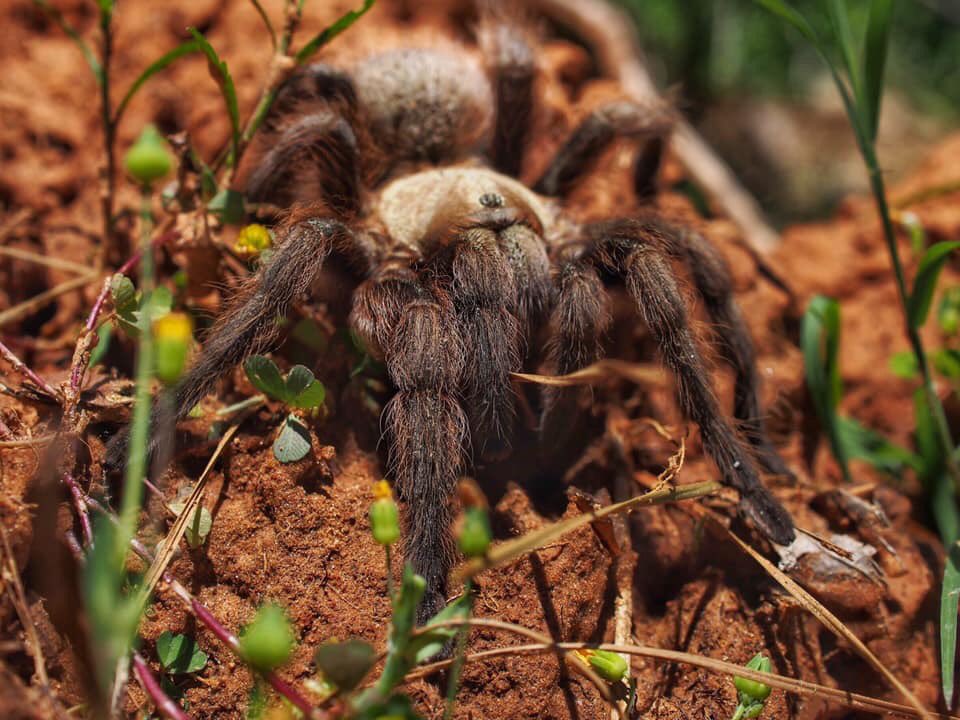 BugCatcher_Mark's tweet image. A. hentzi. Brown tarantula. #bugcatcher #bugcatchermark #spider #tarantula #invertebrate