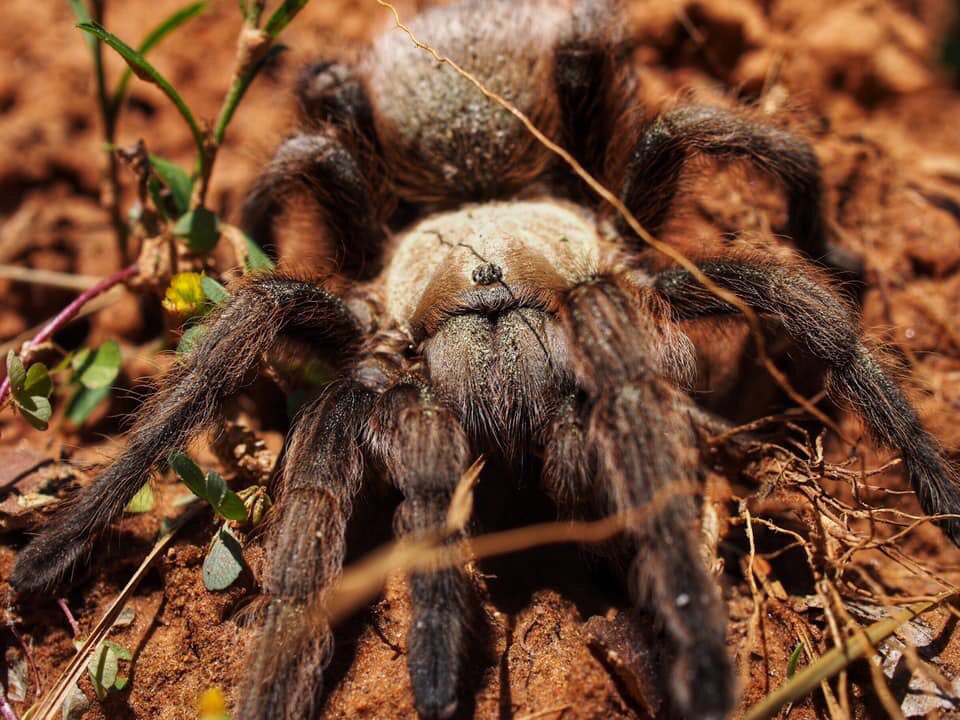 BugCatcher_Mark's tweet image. A. hentzi. Brown tarantula. #bugcatcher #bugcatchermark #spider #tarantula #invertebrate