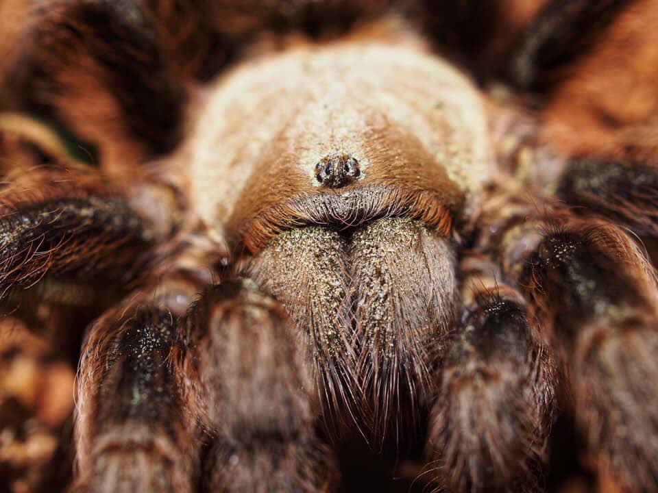 BugCatcher_Mark's tweet image. A. hentzi. Brown tarantula. #bugcatcher #bugcatchermark #spider #tarantula #invertebrate