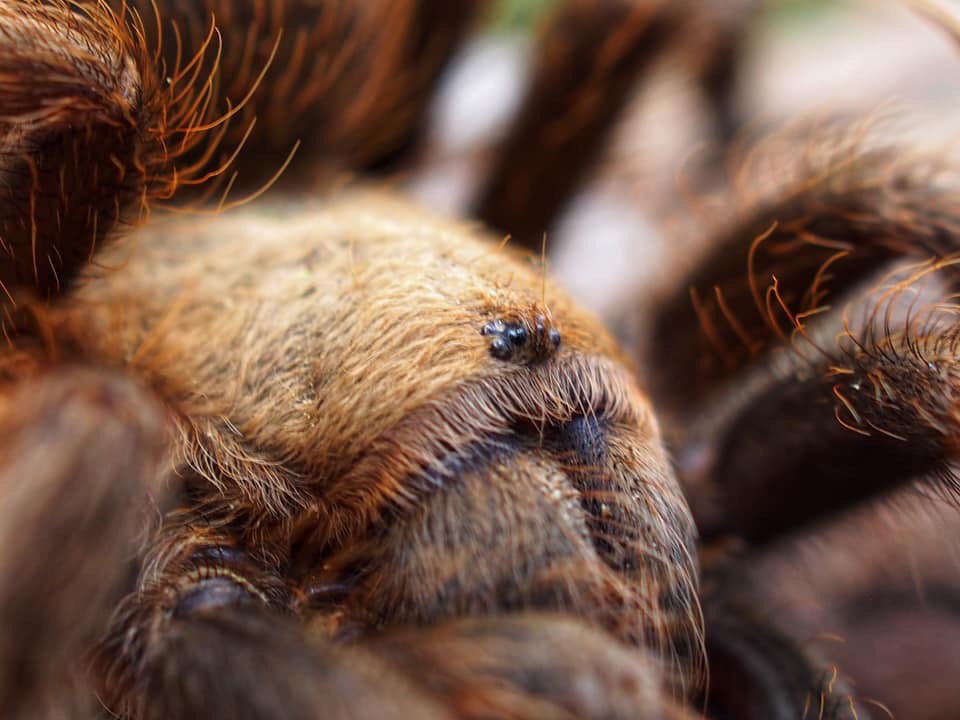 BugCatcher_Mark's tweet image. A. hentzi. Brown tarantula. #bugcatcher #bugcatchermark #spider #tarantula #invertebrate