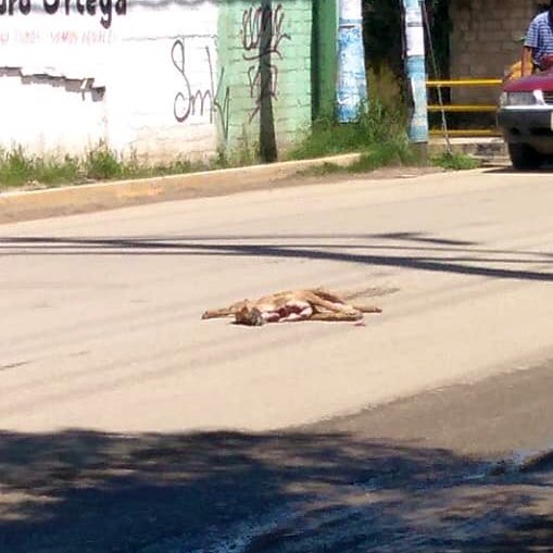 PeatonVigilante's tweet photo. #ConductorDeLaSemana

Cafre de camión Placas RW24015 de #MaterialesAzteca a muy baja velocidad, vio a #Firulais, lo centró y atropelló hoy en la mañana. Así lo dejó: https://t.co/TWmdhxWf2m