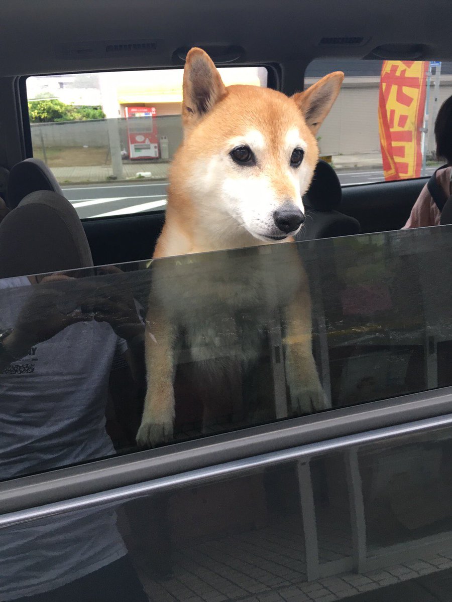 本家 迷い犬です 8月11日頃 神栖市横瀬のピノキオ付近でいなくなってしまったそうです 茶色の柴犬 名前 ロッキー 首輪なし 見かけた方 ご連絡いただければ幸いです 拡散希望