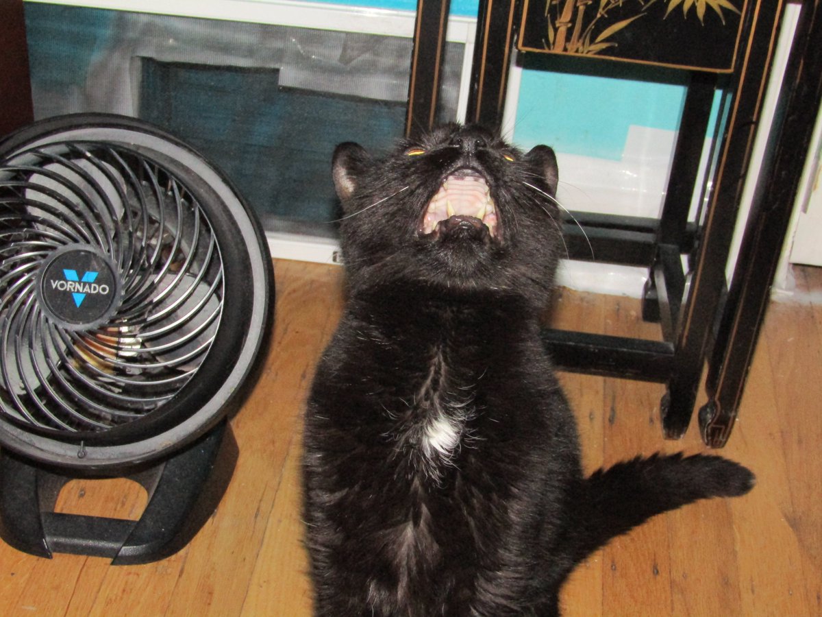 julesruekat's tweet photo. I Said Where's My Dinner ??? #Meow #MeowNow #MyMeow https://t.co/sNxK0UO8EQ