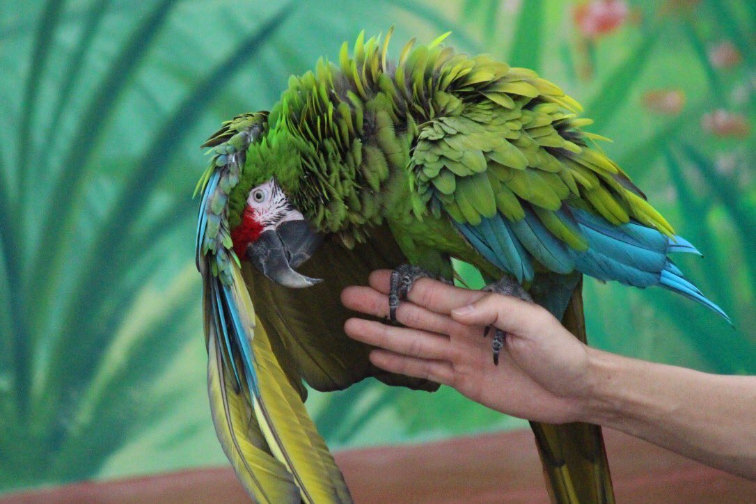 hiyokame1's tweet photo. どうもすいませんとかではないと思う
(日本の鳥ではないから)
#ヒワコンゴウインコ #マコウ #インコ #巴福氏金剛鸚鵡 #鸚鵡 #그레이트그린마카우 #앵무새 #마카우 #BuffonsMacaw #GreatGreenMacaw #macaw #AraAmbiguus
#バードランド #オーワールド #버드랜드 #오월드 #BirdLand #Oworld https://t.co/sHkn1PVBUW