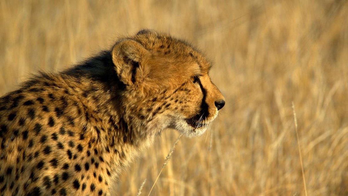 TuliLodge's tweet photo. An observant cheetah making an appearance during a game drive at Tuli. Book your next stay at Tuli, email reservations@tulilodge.com.
Photo by Holton Photography
#wildlife #TuliSafariLodge #adventuretravel #theTuliexperience #nature #bigcats #wildlifephotography #visitTuli https://t.co/fqbFTwN9fh