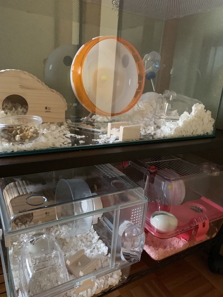 Admiral56 ただ今のハムスター ケージ 3種類使っています この台はテレビラックで キャスターついて掃除も楽だし お洒落でいいです ハムスター ゴールデンハムスター ジャンガリアンハムスター ハムスターケージ