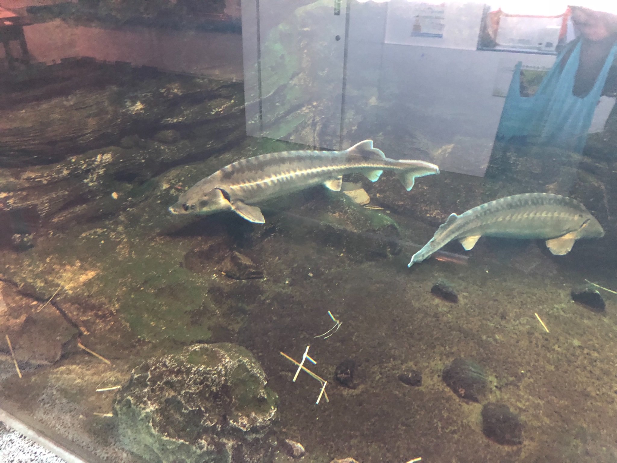 モキエル チョウザメってサメに形が似てるだけでサメとは別の種らしい キャビアは卵だっけ