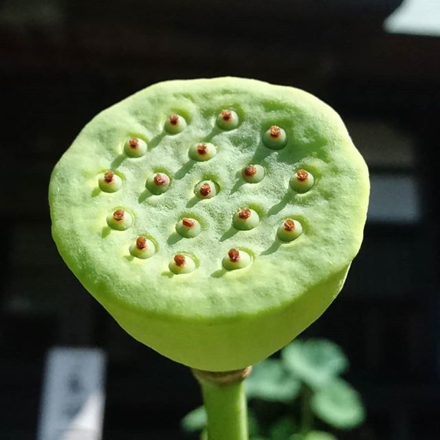 蓮の種