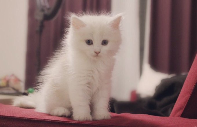 Twitterのコスプレ画像46