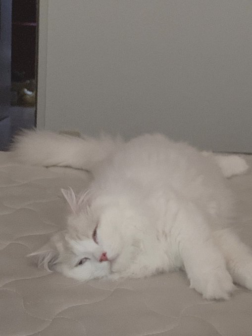 Twitterのコスプレ画像47