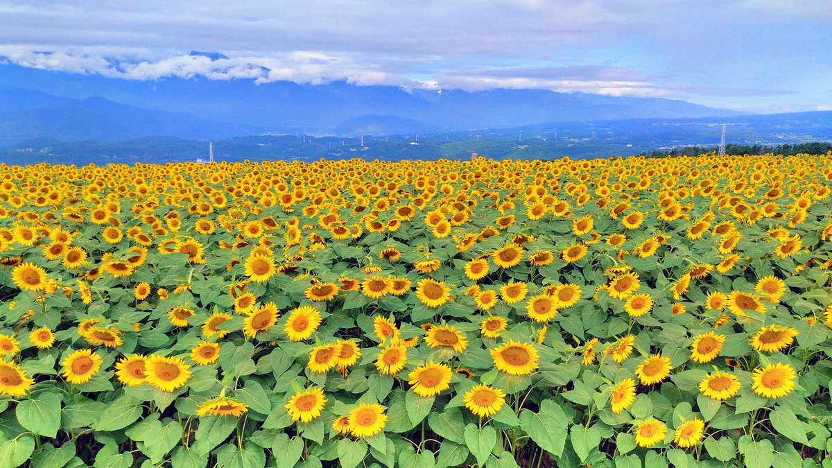 psi_on's tweet photo. ＃ひまわり畑 https://t.co/rMXDvT9tCw