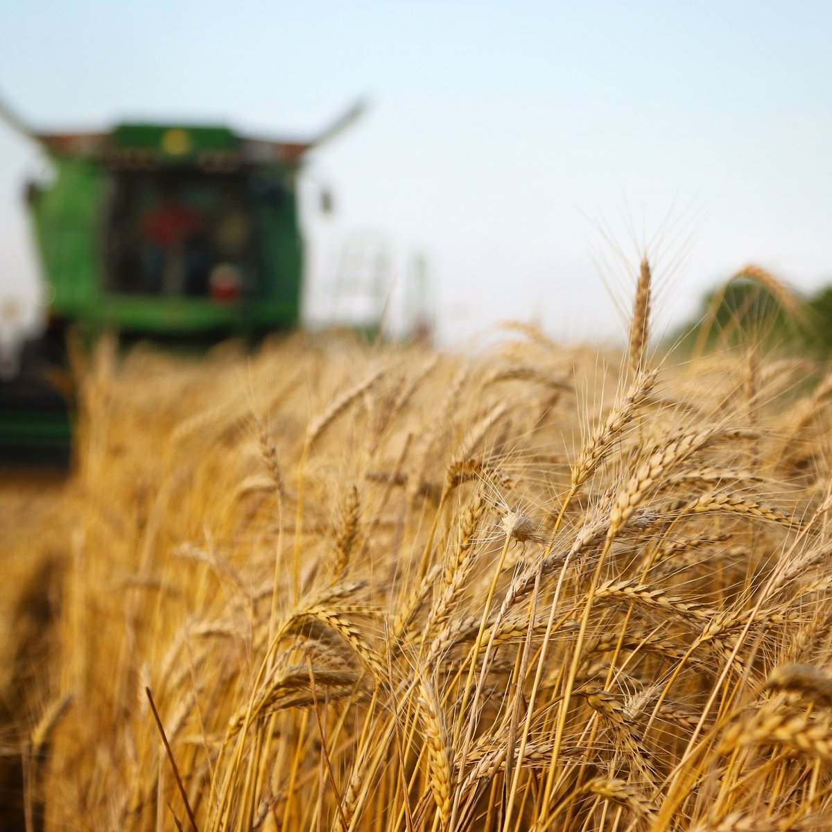 TexasFarmBureau's tweet photo. No matter where your day begins or how it ends, it all starts with a farmer.

Just like the wheat from this field could be in your bread, pasta, paper, hair conditioners or even trash bags.

Pretty amazing, right?! https://t.co/Um47NEdNsr