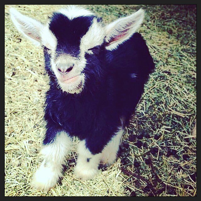 DougFirVet's tweet photo. “I am a tiny goat And I believe in you YOU CAN DO THE THING.” This tiny goat belives in you ... https://t.co/6OY4MNDxXX
#VetsGive #TotesMyGoat #Tiny #VetsGoHard #VetsFarm #Fundraiser #Permaculture #regenerativeagriculture #BeTheChange https://t.co/V3FR9f9apj https://t.co/tEYhLuXCvS