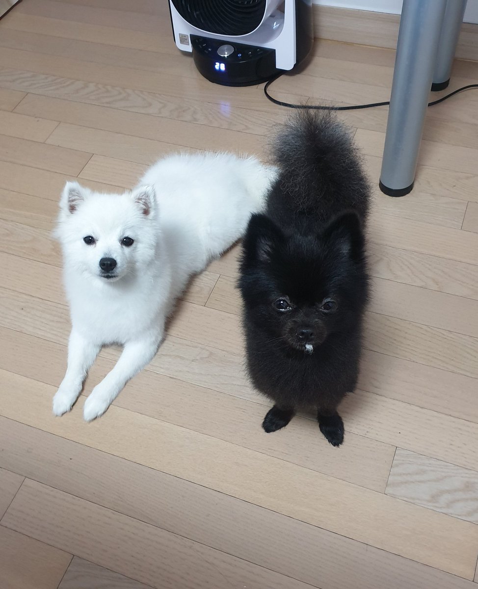 hh_0501's tweet photo. 너 이녀석......
누가봐도 그거 하치털이잖아 https://t.co/BHHcjvatjX