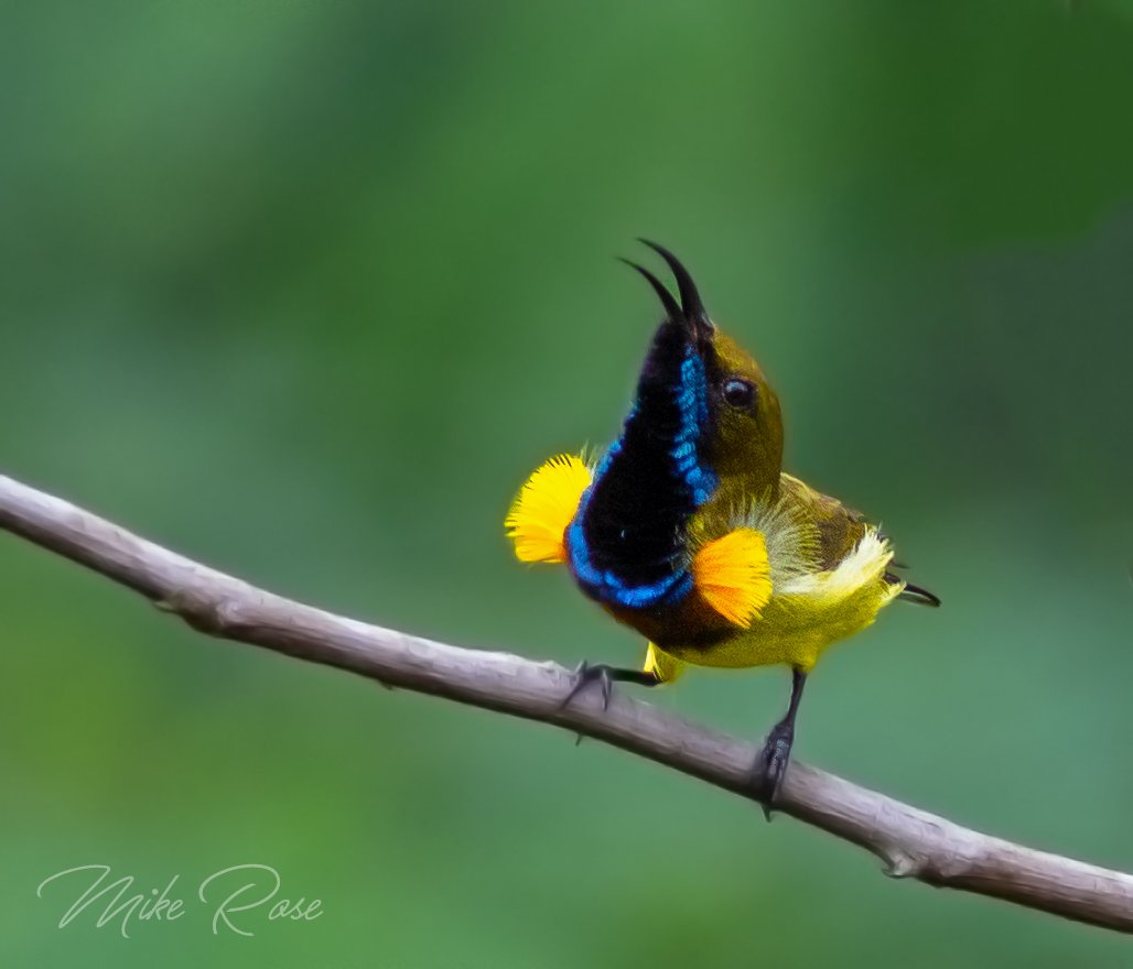 Olive-backed Sunbird, a male displaying to a female who was nearby. Not very often you see the gold pectoral tufts extended in this way. Terrible light here on a drab wet morning but worth a share as it captures some nice courtship behaviour. <a href="/Avibase/">Avibase (Denis Lepage)</a> thaibirding.photography/bird-family-in…