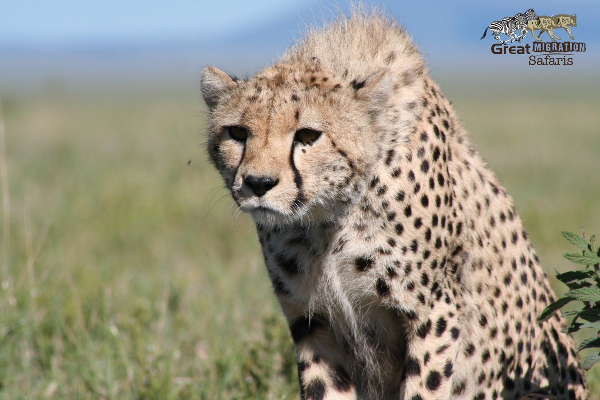 Ready!!!
Get....Set.... And .......
#SerengetiNationalPark #TanzaniaSafari #TanznaiaDestination #Tanzaniawildlife #TanzaniaNationalPark 
greatmigrationsafaris.co.tz