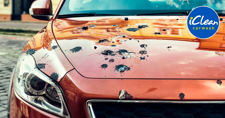 Geef vogelpoep geen kans om uw lak te beschadigen. Bescherm uw auto daarom altijd met een wax en haal vogelpoep zo snel mogelijk van de auto af.  
#icleandeventer #vogelpoep #deventer #schoonopdeweg #carwash #autowassen