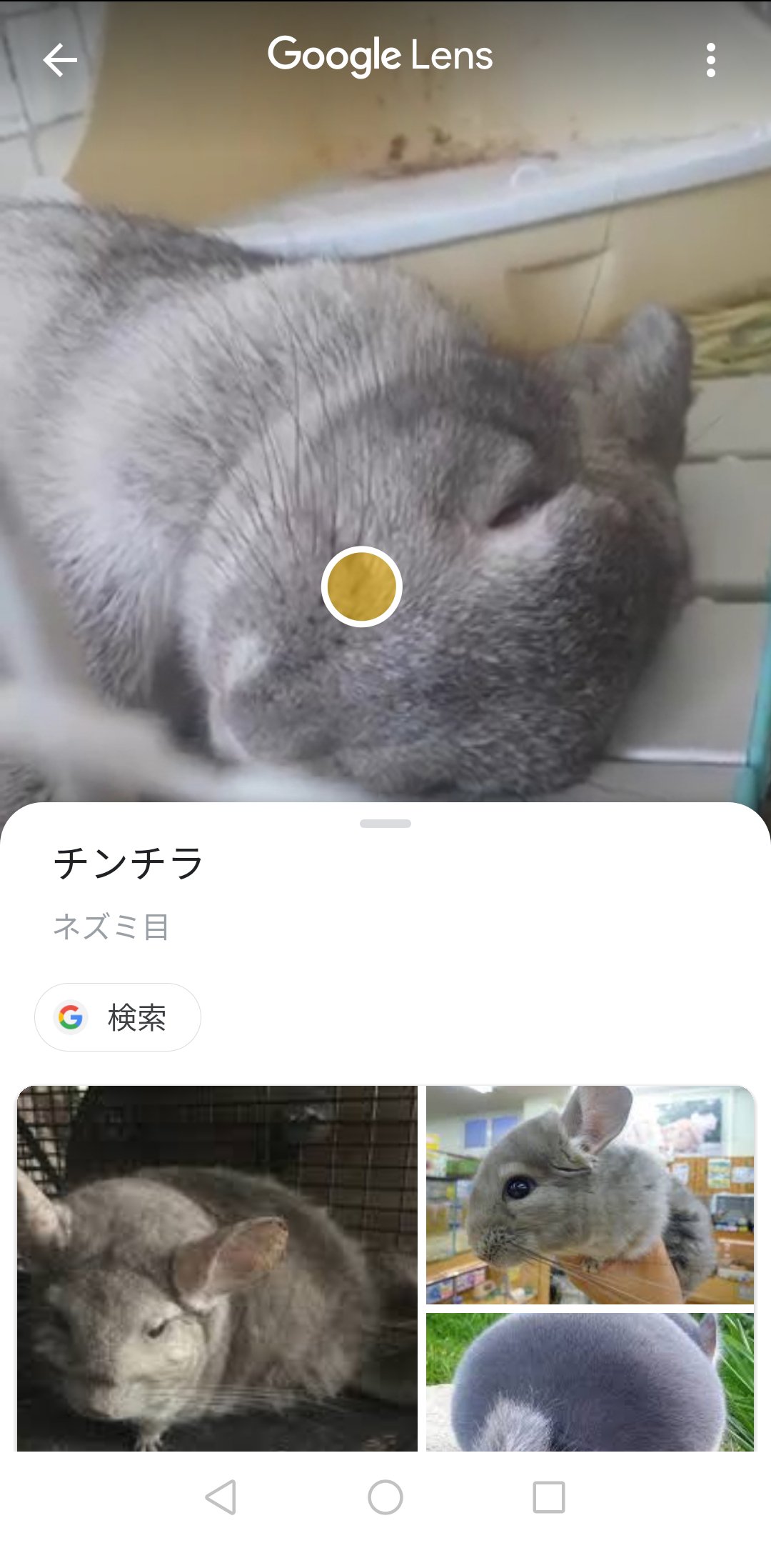 ナモー Xyx0no646 調べてみたら耳以外にも 足に毛があるか ウサギは毛あり ネズミは無し でも判別出来るらしい Googleに読ませた画像にはギリギリ足写ってるけどそこまでaiは見てくれないみたい T Co Beaf25l2x4 Twitter