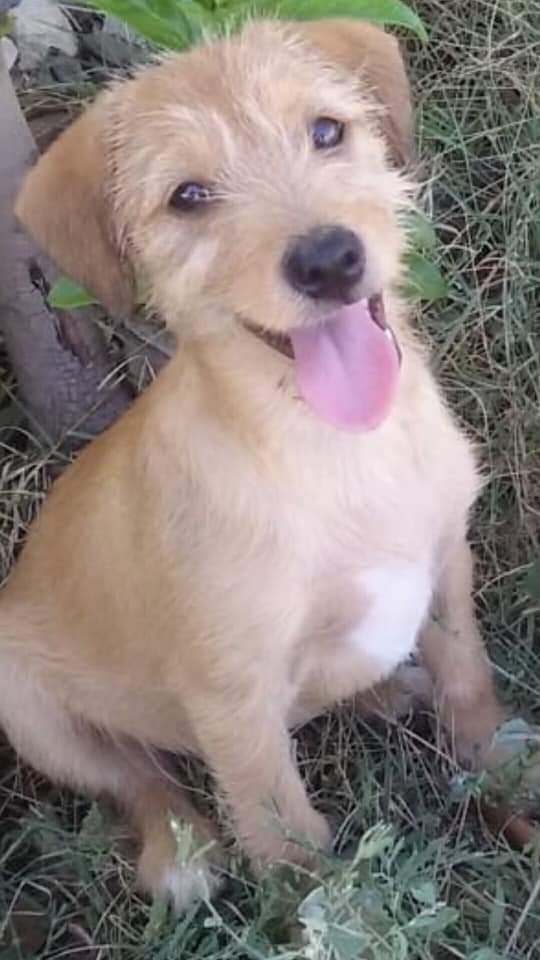massimo4951's tweet photo. RIC. E CON
Mya  tre mesi per soli due kg futura taglia piccola sui 5/6 kg cerca adozione. 
Si trova a Taranto ma può raggiungere il centro nord con staffette autorizzate Asl. Si affida con vaccino e chip e obbligo di sterilizzazione 
Per info 3491731633 via whatsapp Anna Giuliani https://t.co/Au5ihAhXxg