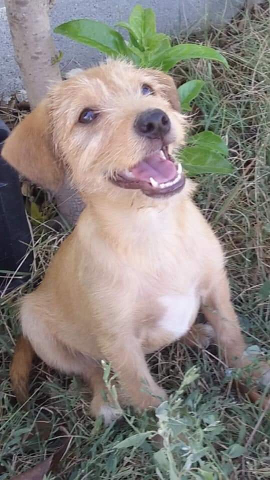 massimo4951's tweet photo. RIC. E CON
Mya  tre mesi per soli due kg futura taglia piccola sui 5/6 kg cerca adozione. 
Si trova a Taranto ma può raggiungere il centro nord con staffette autorizzate Asl. Si affida con vaccino e chip e obbligo di sterilizzazione 
Per info 3491731633 via whatsapp Anna Giuliani https://t.co/Au5ihAhXxg