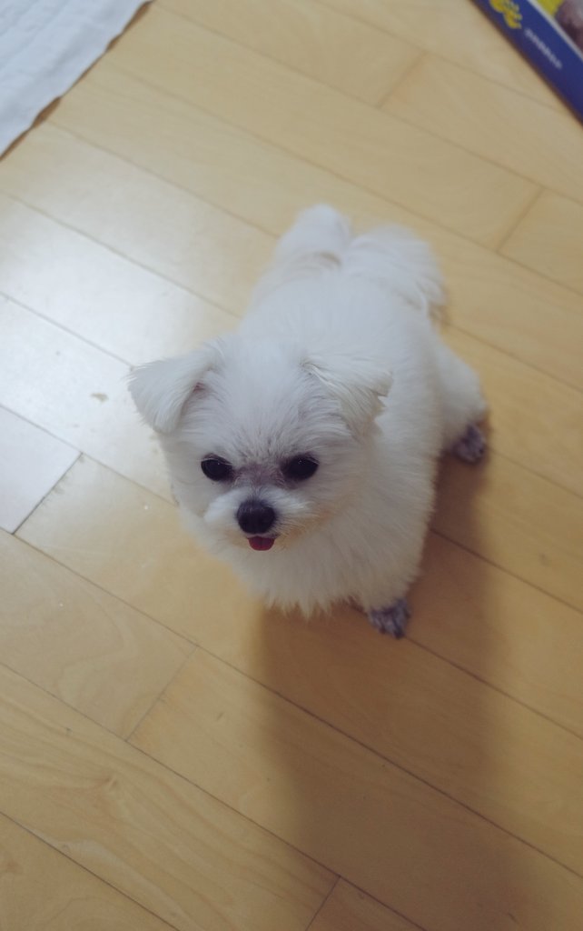 kankayaya's tweet photo. 밥 기다리는 중 https://t.co/aRx4jrAxAq