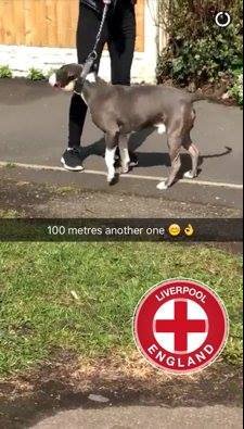 Never forget the time Mamadou Sakho spent the day walking around Liverpool taking pictures of dogs.