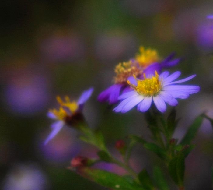 切ない花言葉 シオン ある物語に母親が亡くなり墓参りを欠かさなかった兄弟の話があります その際に弟がお供えしていた花が シオン それが花言葉の 君を忘れない の由来となっています