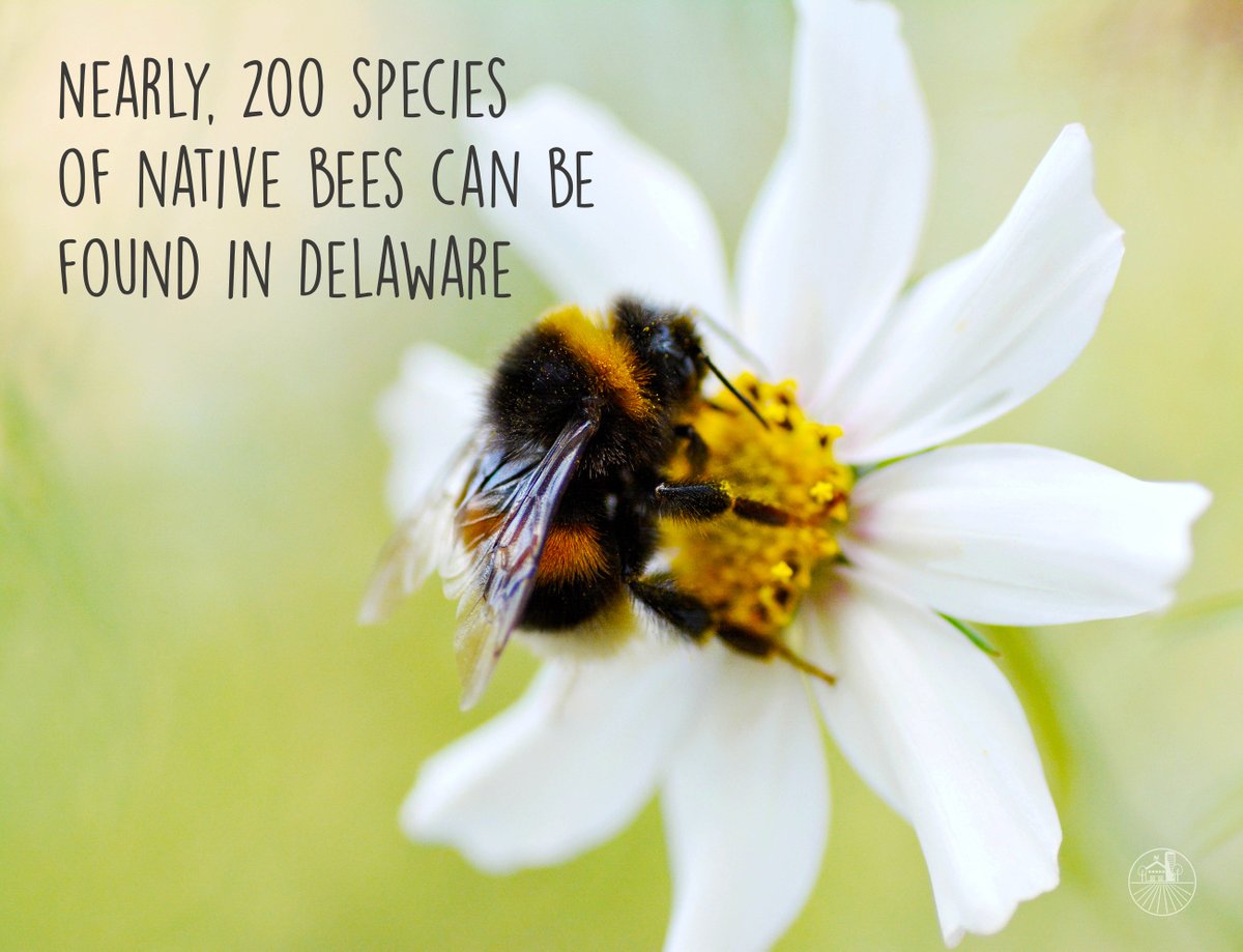 AgricultureDE's tweet photo. Native Bees pollinate over 100 crop species in North America and are very efficient pollinators of pumpkins, tomatoes, apples, berries, and many other crops. 

#bees #pollinators #pumpkins https://t.co/7gVktgWysB