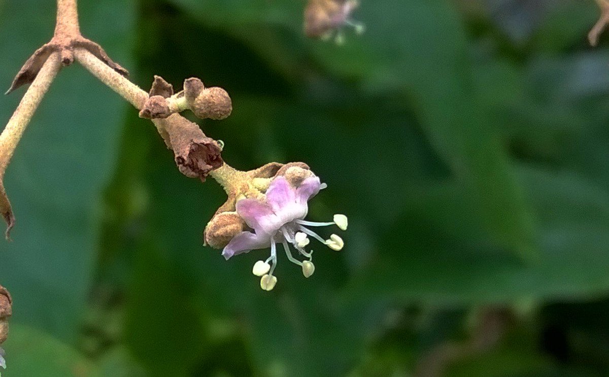 JilpaPN's tweet photo. Nature is amazing. Generally Teak flower is white but I found this variation in its flower colour. #Teak #Tectona #Lamiaceae #Forest #TimberSpecies #FlowerColour https://t.co/wMMejqGF2j