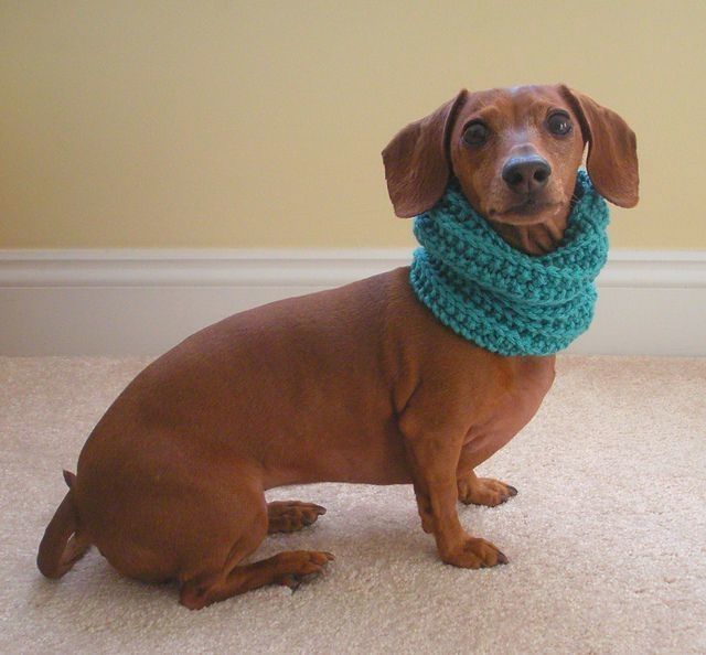 diyscript's tweet image. Just Pinned to Free Dog Sweater Handmade:   ift.tt/2MYyfbi