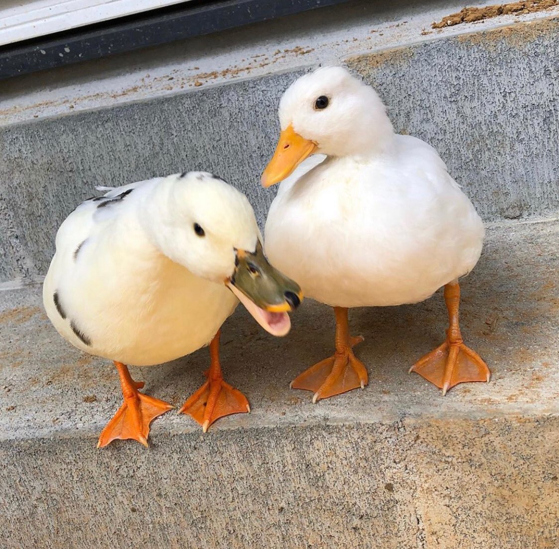 Duck Of The Day tweet media