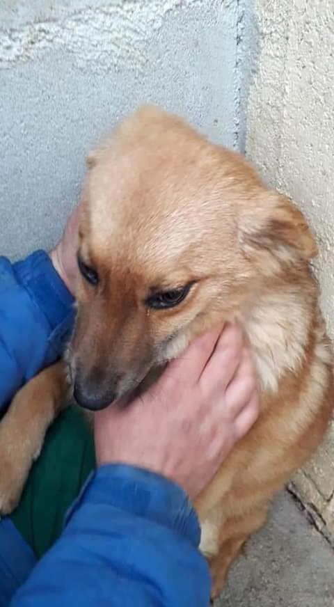 massimo4951's tweet photo. RIC E CON.
PIPPI E POPPI

LE BELLEZZE DI MATERA RIMASTE IN  CANILE 

PIPPI E LA SUA SORELLINA POPPI SONO RIMASTE IN CANILE 

LE RAGAZZE HANNO SOLO 10 MESI SONO UNA TAGLIA MEDIA 13 KG E SI TROVANO AL CANILE DI MATERA MA ARRIVANO OVUNQUE CI SIA AMORE PER LORO

3393743512 https://t.co/2ARyqDTrB2