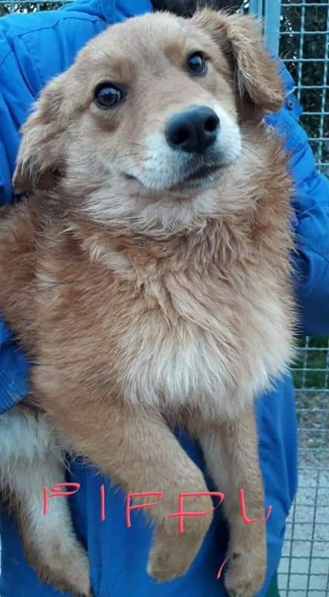 massimo4951's tweet photo. RIC E CON.
PIPPI E POPPI

LE BELLEZZE DI MATERA RIMASTE IN  CANILE 

PIPPI E LA SUA SORELLINA POPPI SONO RIMASTE IN CANILE 

LE RAGAZZE HANNO SOLO 10 MESI SONO UNA TAGLIA MEDIA 13 KG E SI TROVANO AL CANILE DI MATERA MA ARRIVANO OVUNQUE CI SIA AMORE PER LORO

3393743512 https://t.co/2ARyqDTrB2