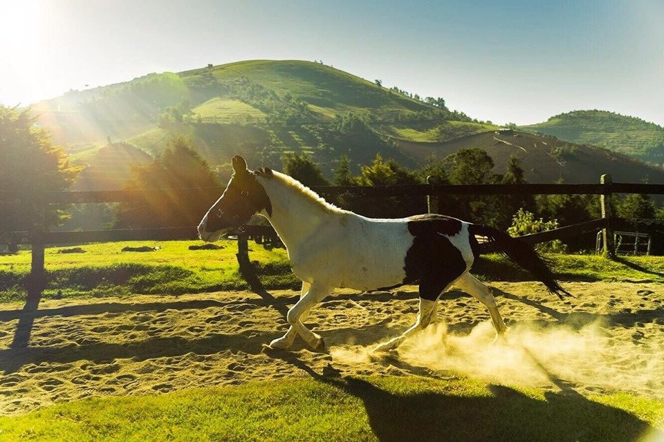 littlearthgroup's tweet photo. Run Wild, Run Free ! #destinyfarmresort #lake_side #hill_side #horsestable #horse_riding #nature_lover #avalanche_lake #traveller #explore #couple_adventure #adventure #littlearthgroup #pristine_holiday #digital_detox #unplug_here #equestrian #trekking #day_camping #morning_trek https://t.co/bsVDIuWeUs