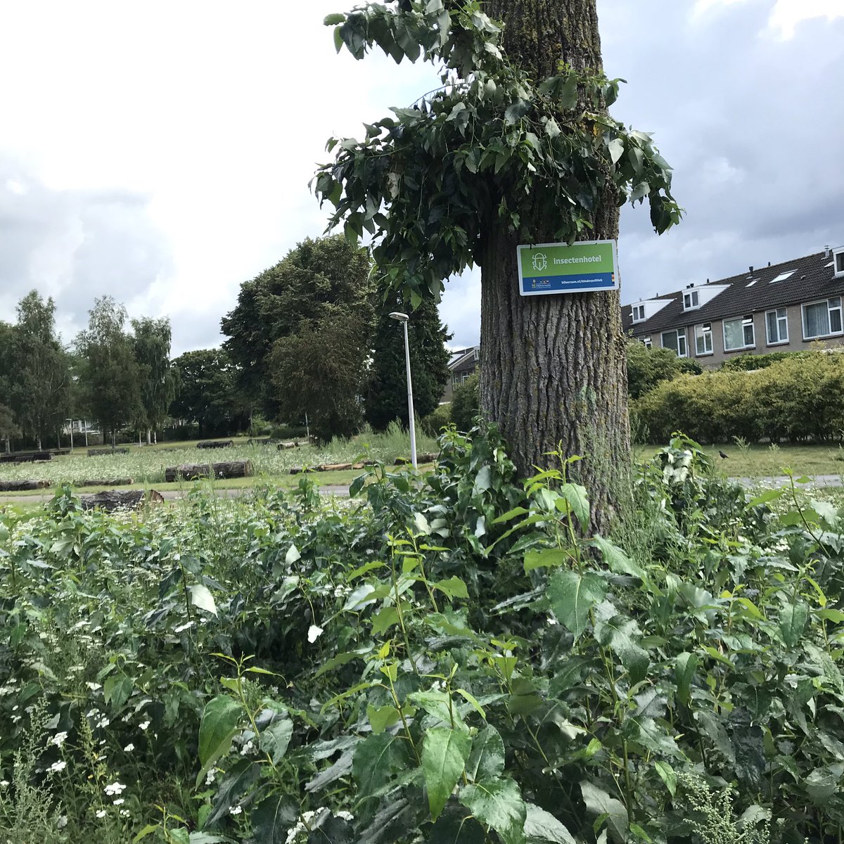 PennyHaw's tweet photo. Spotted on my #flatrun in The #Netherlands today: one insect hotel; several wet roads; and a herd of wary cattle, mistrustful of a Wild African Runner (I went off the path) with a phone. https://t.co/NgQ4u70ro7