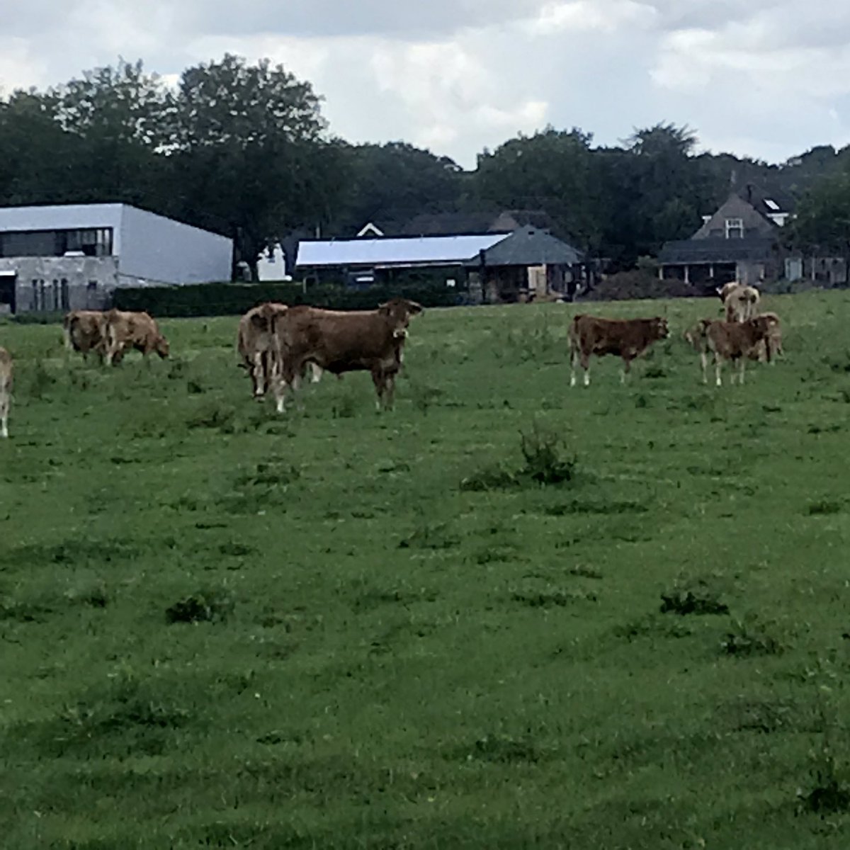 PennyHaw's tweet photo. Spotted on my #flatrun in The #Netherlands today: one insect hotel; several wet roads; and a herd of wary cattle, mistrustful of a Wild African Runner (I went off the path) with a phone. https://t.co/NgQ4u70ro7