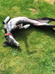 NeuroHounds's tweet photo. Thanks to everyone who has emailed me to express interest in taking this further. I’ll be in touch soon 😎 🐾 https://t.co/ISZkN3I01m