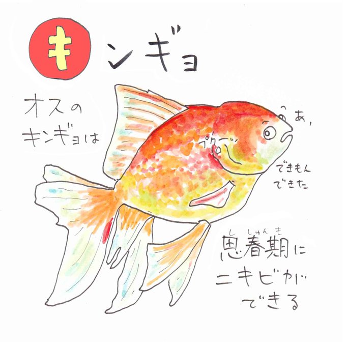 金魚 のtwitter漫画作品 人気順